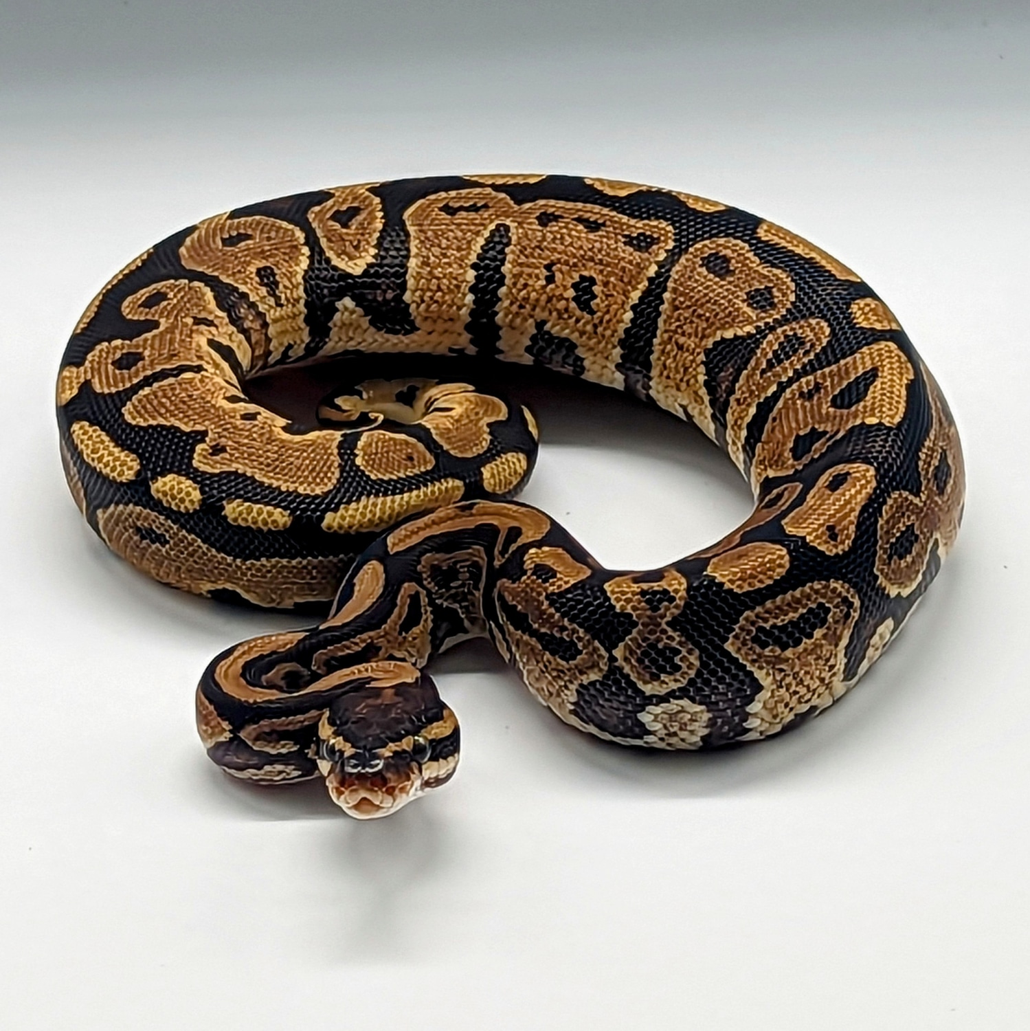 Specter / Yellow Belly Ball Python by Mags Morphs - MorphMarket