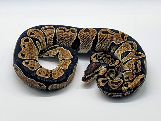 Normal Pos Het Ultramel Ball Python by Mags Morphs