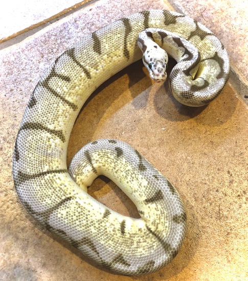 Fire Pastel Spider Female 2017 Ball Python by Ouroborus Morphs