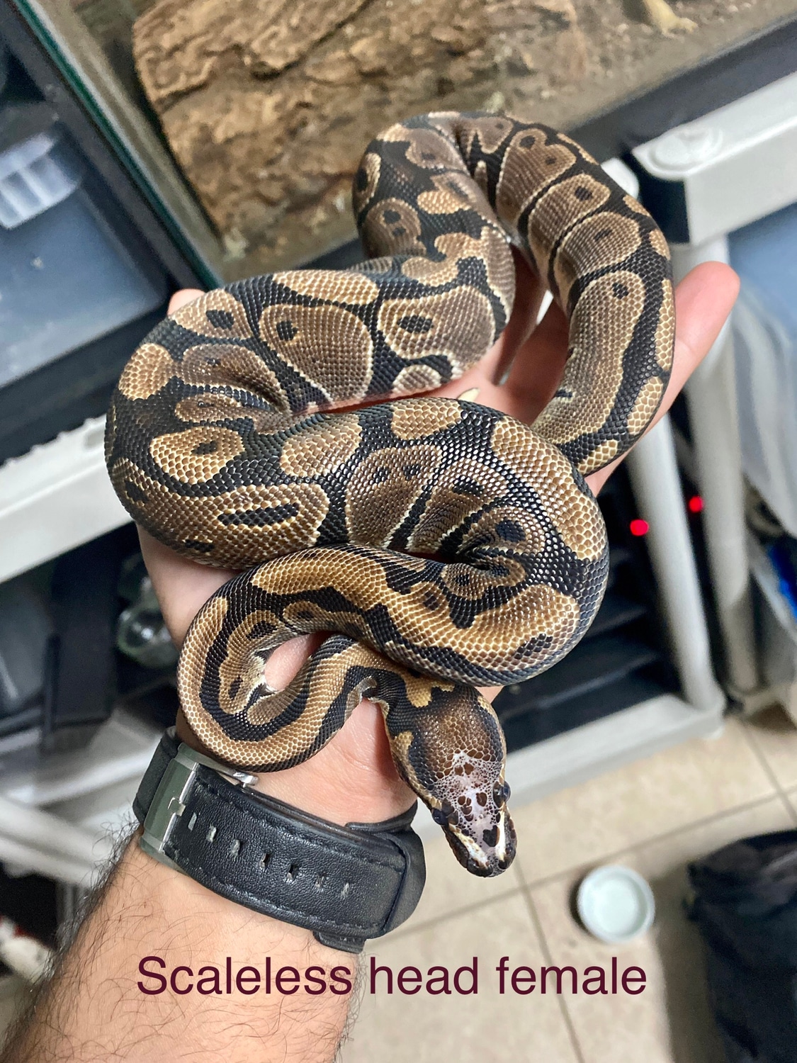 Scaleless Head Ball Python by Ouroborus Morphs - MorphMarket