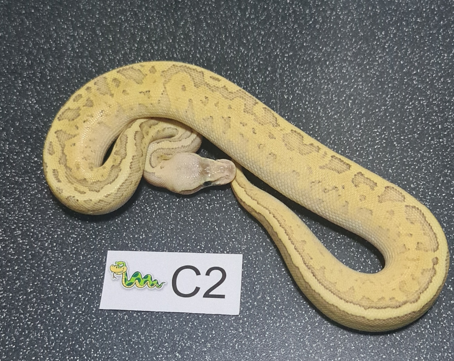Fire Lesser Pastel Pinstripe Ball Python by DWC Royals - MorphMarket