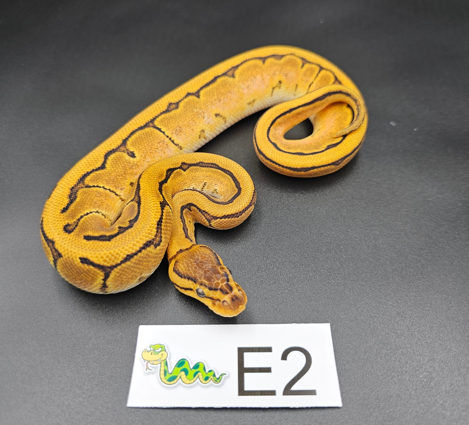 E2 Pinstripe Orange Dream Sugar Pos Chocolate, Leopard,fire Het Clown ... image.