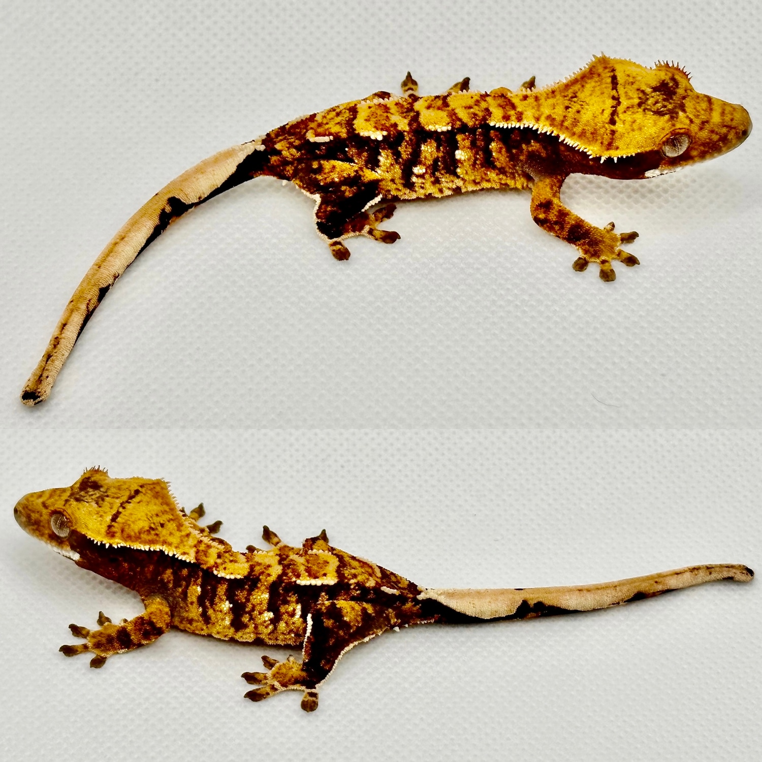 NPV TriColor Harlequin Crested Gecko by Gingers Geckos - MorphMarket