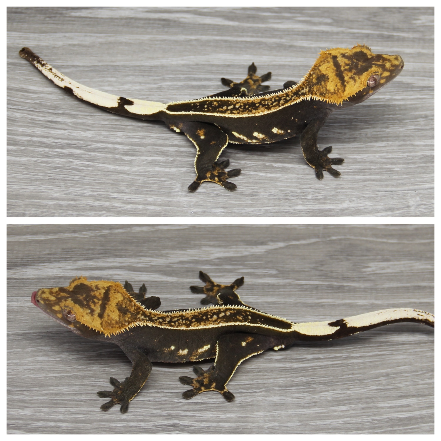 Empty Back Lines, BLACK Base Crested Gecko by GirlZilla Geckos LLC ...