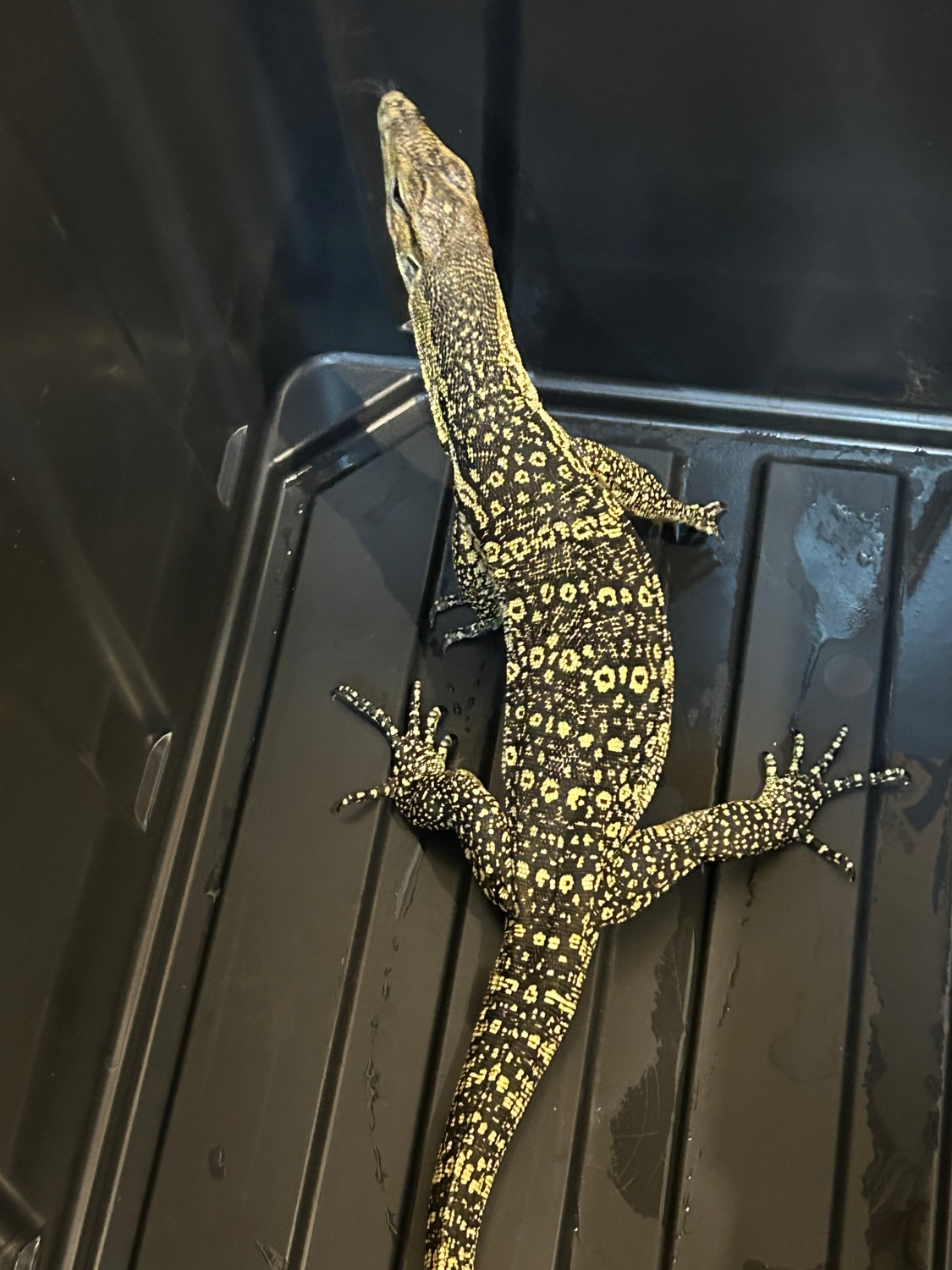 2 Sumbawa Water Monitor by Serpents of Distinction MorphMarket