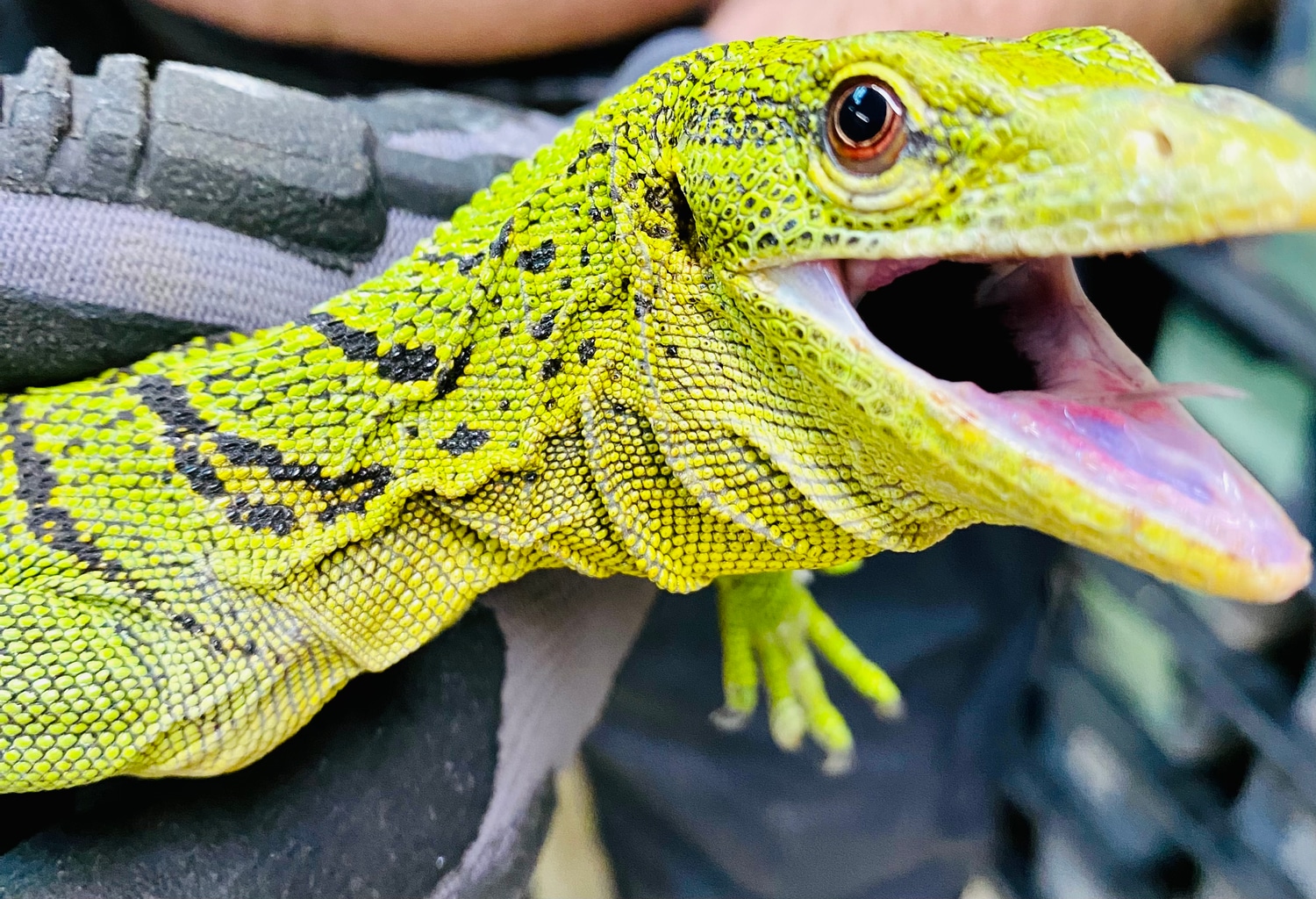 Pair Green Tree Monitor by Carolina Colubrids MorphMarket