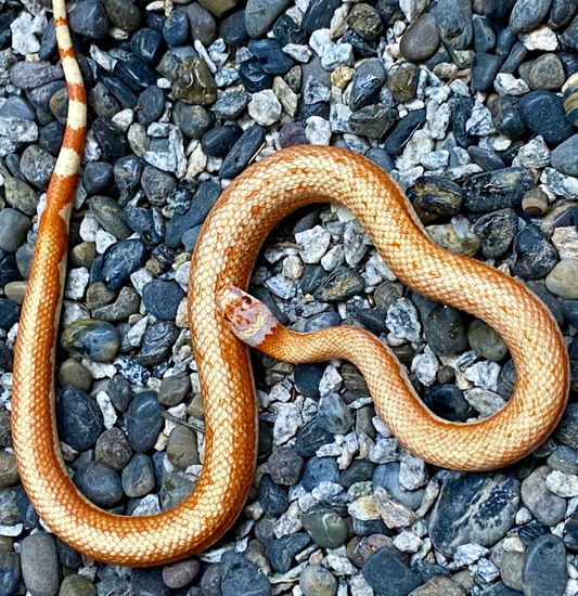 Pure Amealco Albino Striped Ruthvens Kingsnake Ruthven's Kingsnake by