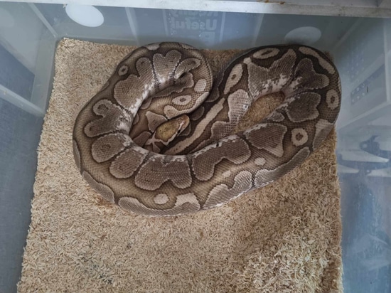 Bamboo Ball Python by CG Morphs