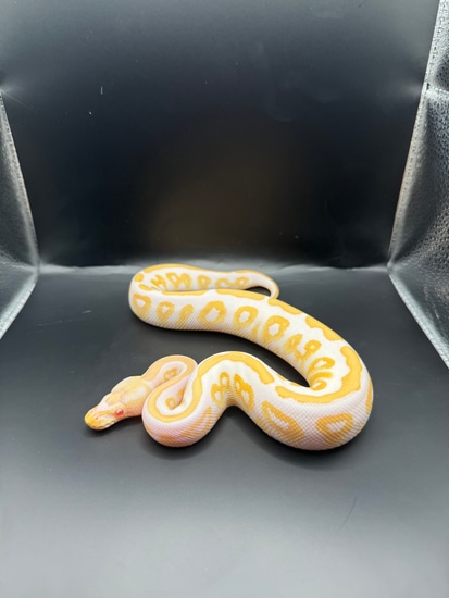 Albino Black Pastel Ball Python by Mythkal Pythons