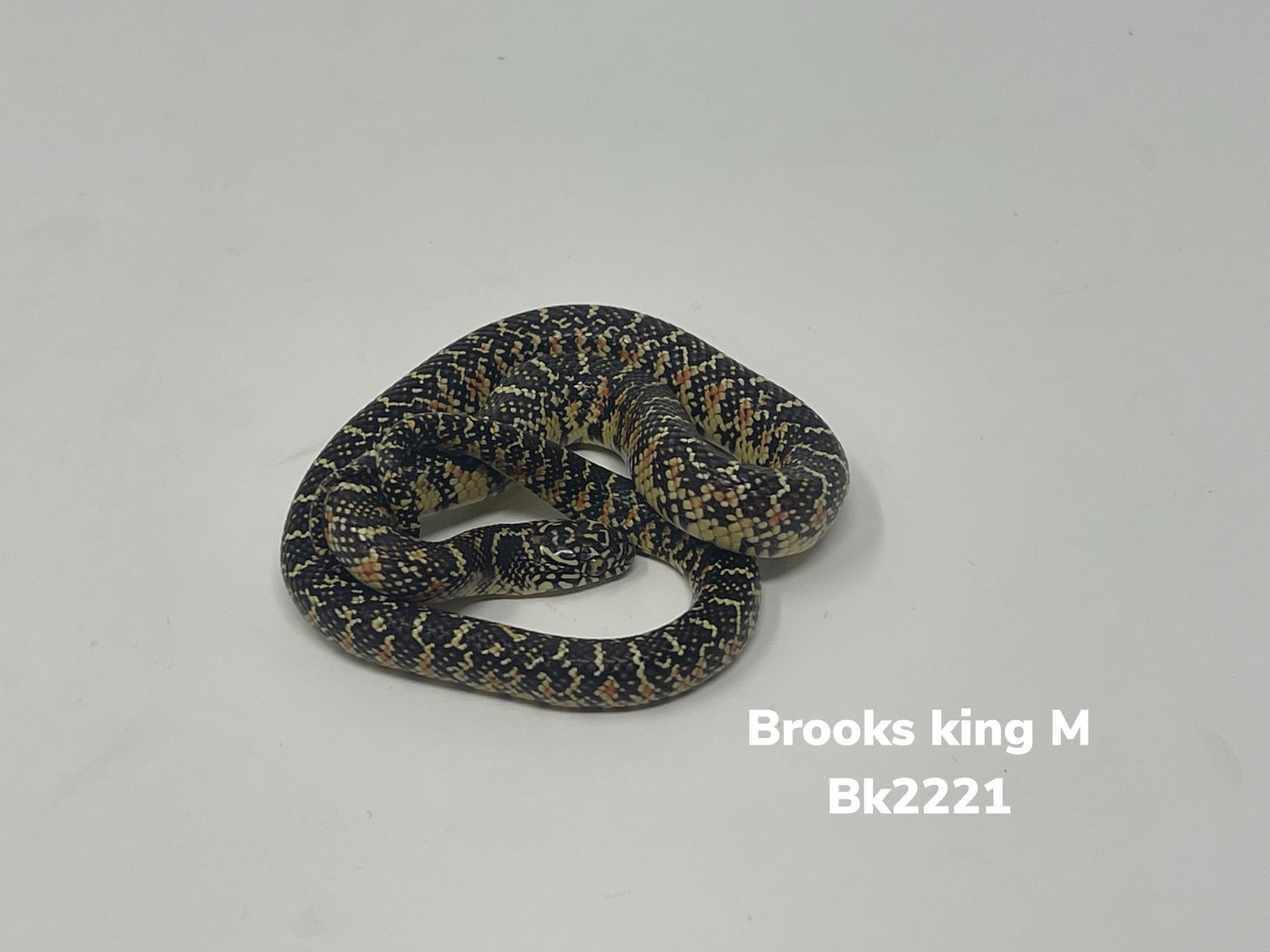 King Brooks' Kingsnake by Glades Reptiles MorphMarket