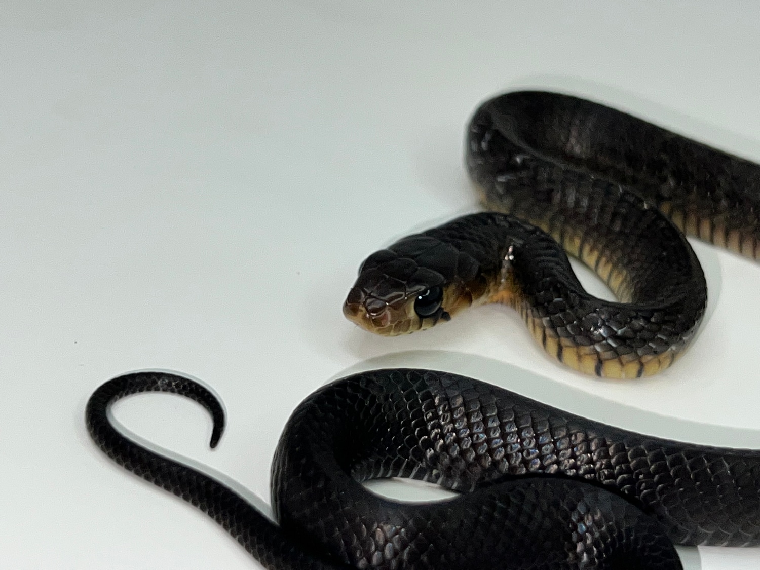 Texas Indigo Snake Cribo & Indigo Snakes by Glades Reptiles MorphMarket