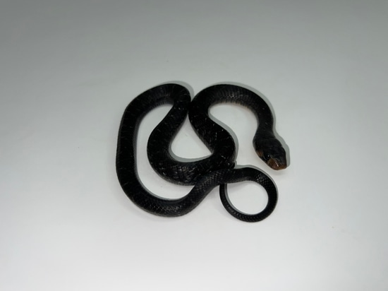 Cribo Snake Texas Indigo Snake Cribo & Indigo Snakes by Glades Reptiles