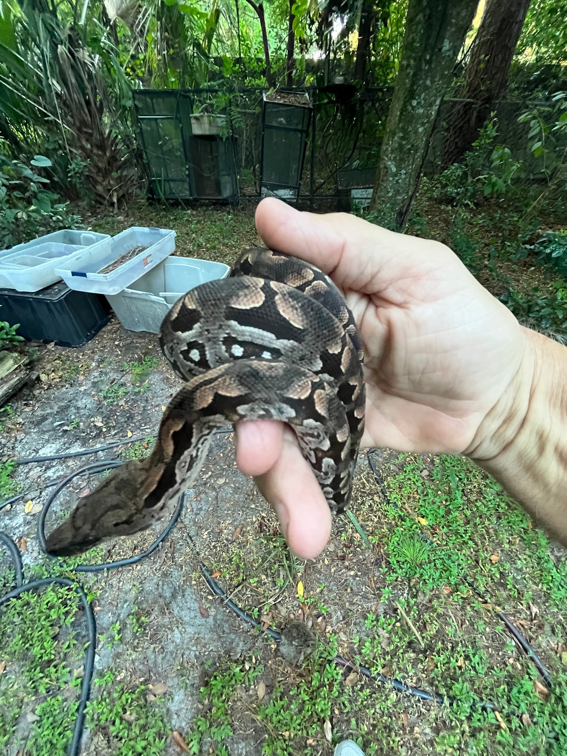 Dumerils Boa Ground Boa by GJreptiles MorphMarket