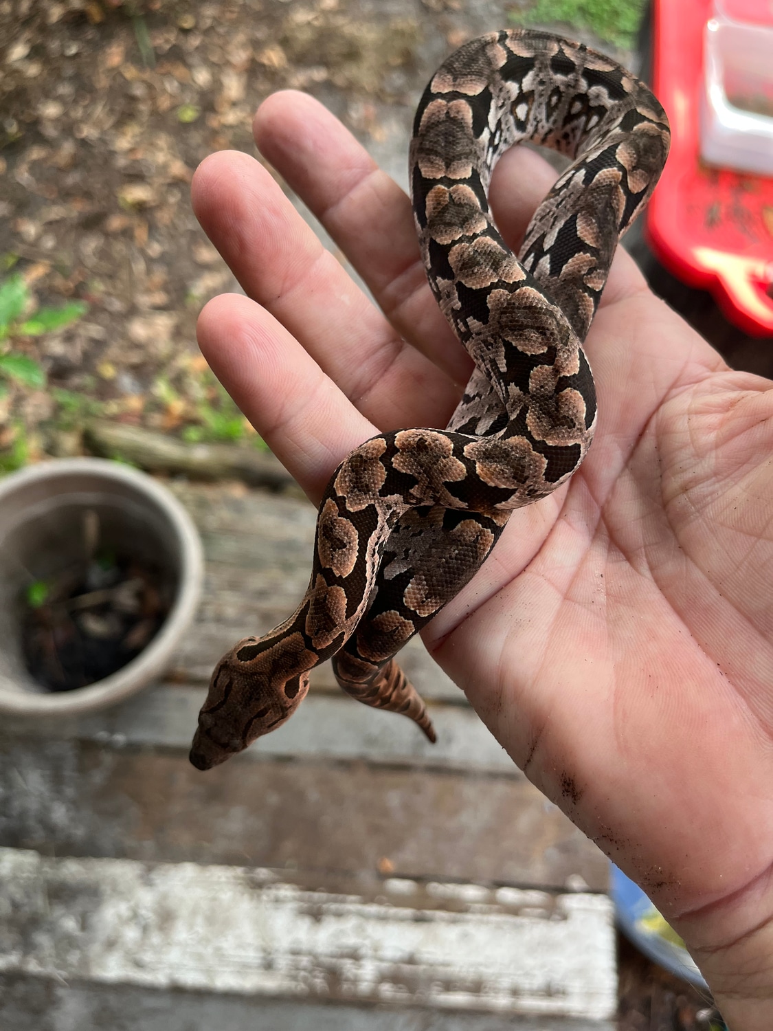 Dumerils Boa Ground Boa by GJreptiles MorphMarket