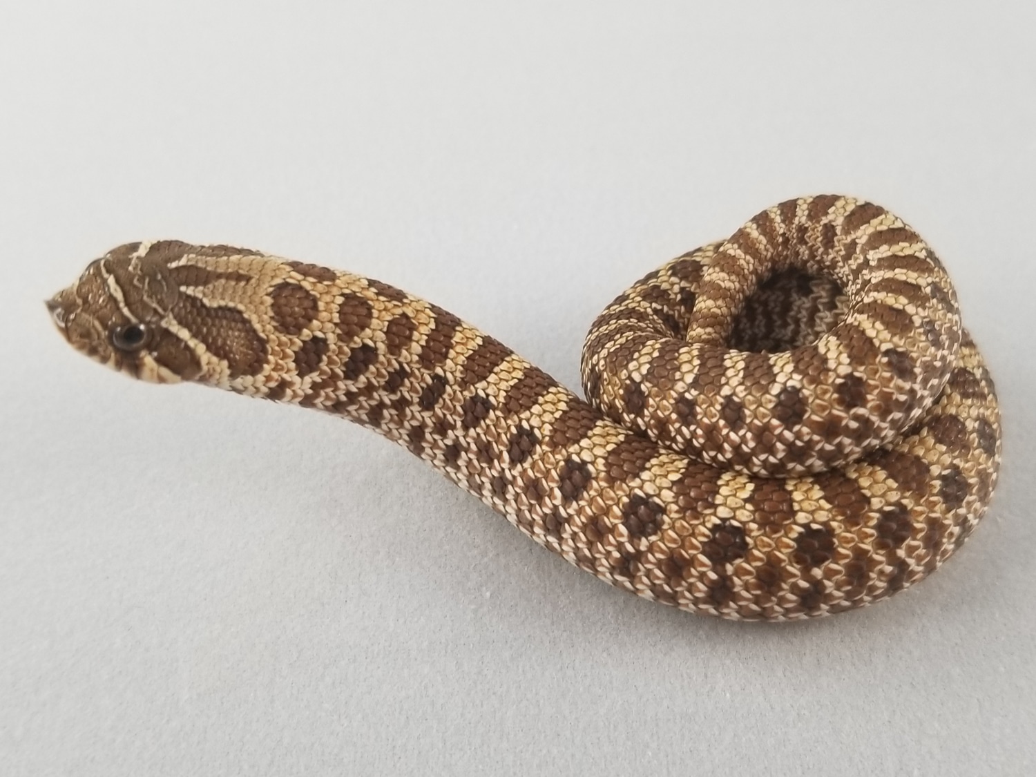 Extreme Red 66 Het Albino 66 Pink Pastel Albino (PPA) Western Hognose