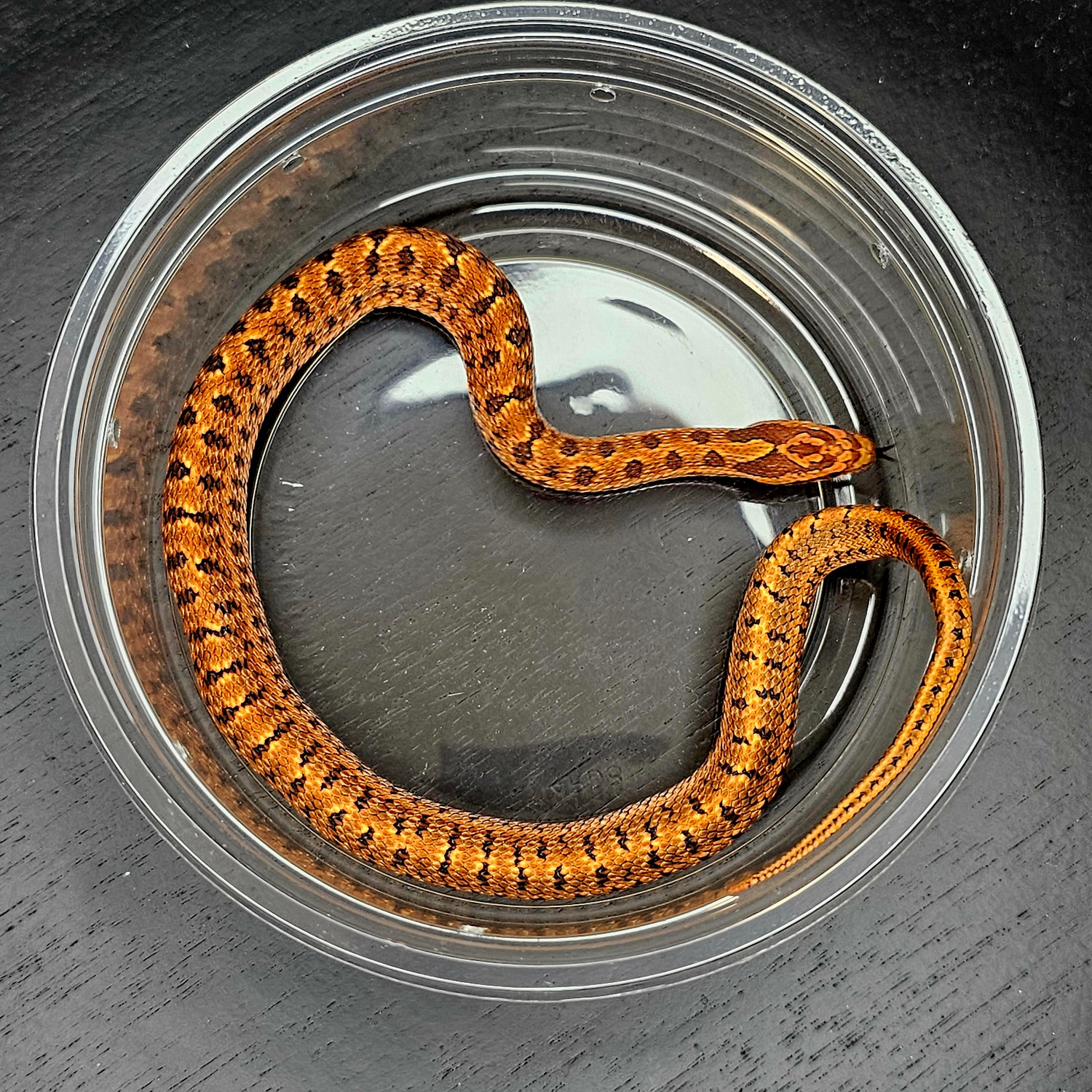 High Red Elaphe Dione (Dione's/Steppe ) Rat Snake by Fox Science