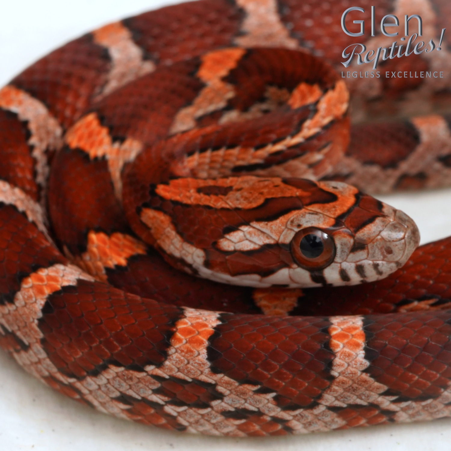 Okeetee Corn Snake by Glen Reptiles MorphMarket