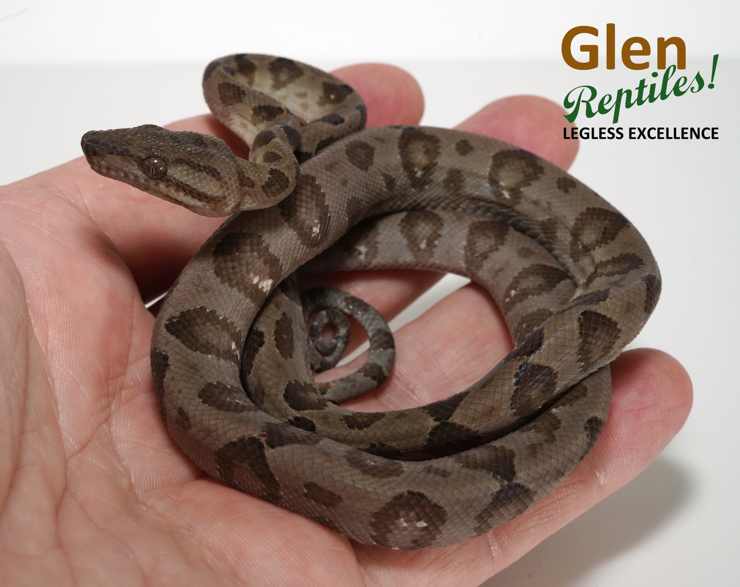 Annulated Tree Boa by Glen Reptiles MorphMarket