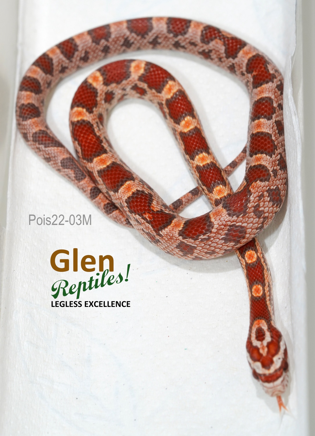 Fluorescent Ultramel Okeetee Corn Snake by Glen Reptiles MorphMarket