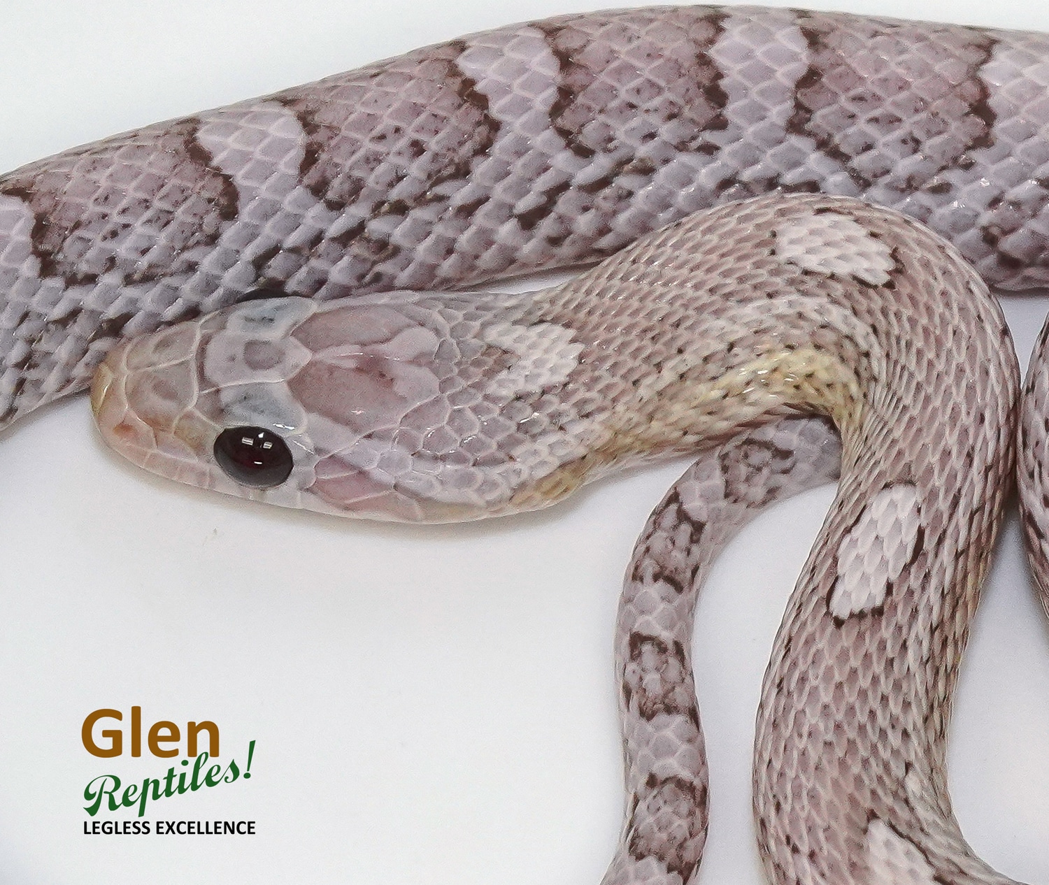 ICE Cornsnake Corn Snake by Glen Reptiles - MorphMarket