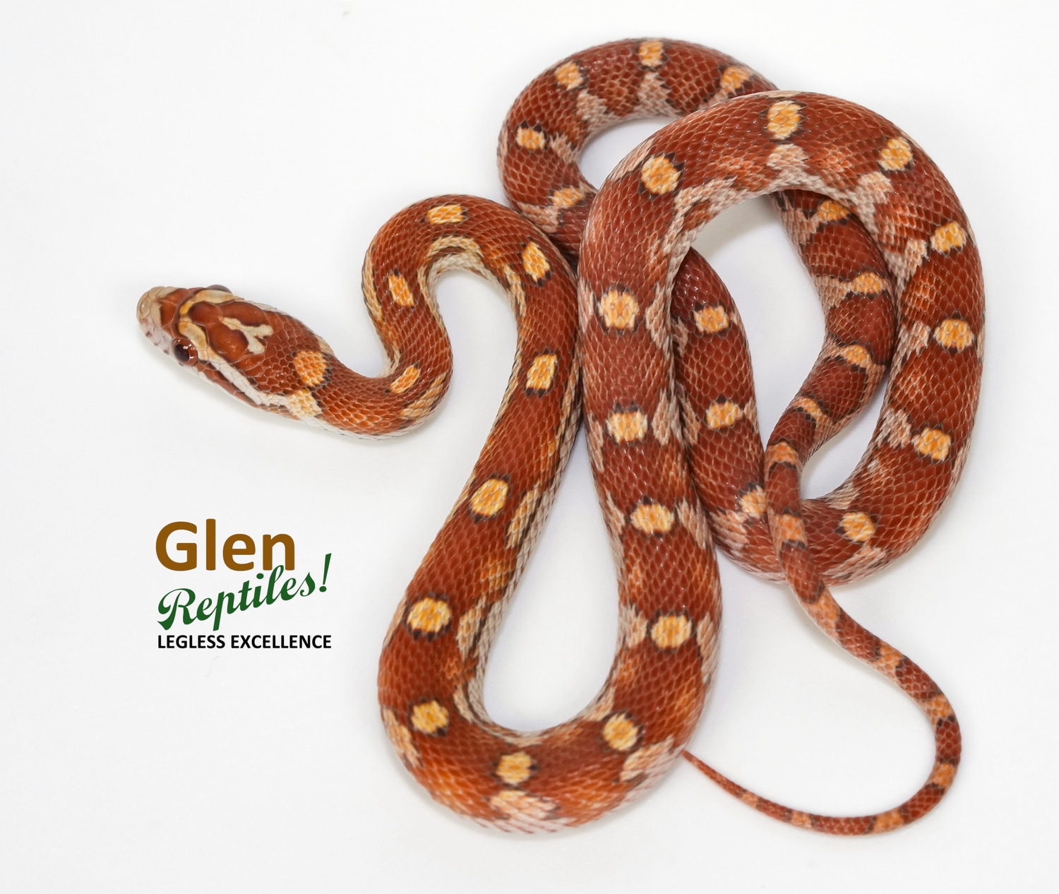 Motley Mystery Morph Corn Snake by Glen Reptiles - MorphMarket