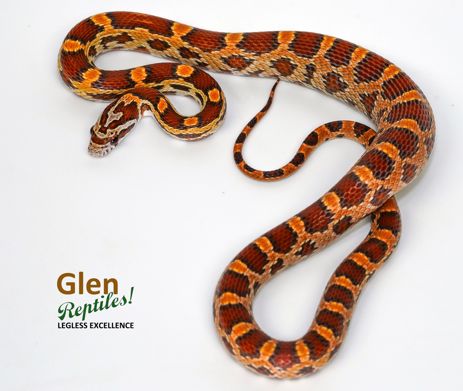 fluorescent-ultra-okeetee-corn-snake-by-glen-reptiles-morphmarket
