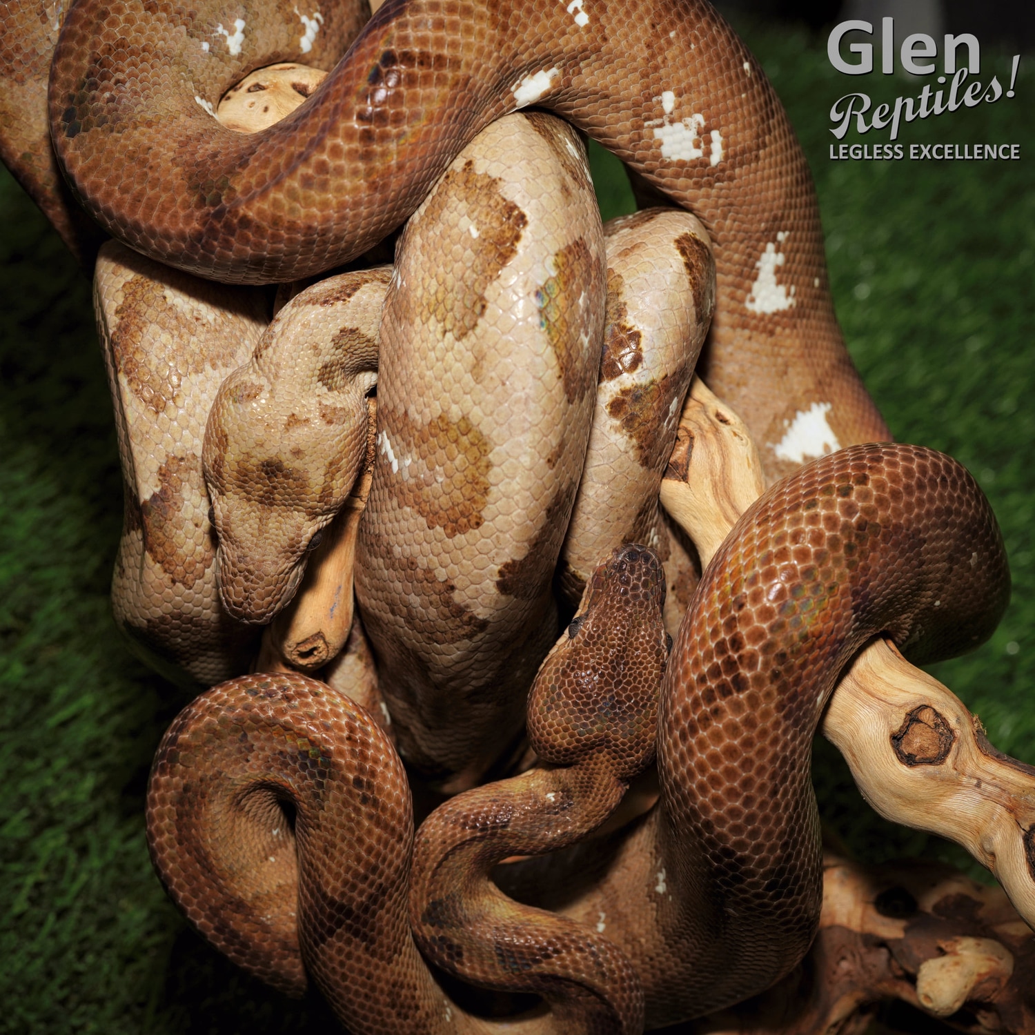 Annulated Tree Boa by Glen Reptiles MorphMarket