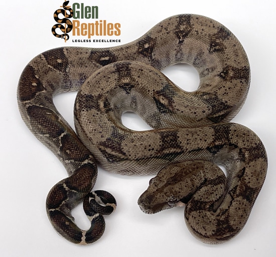 ランキング第1位 Cloud Tamaulipas Forest Boa Pure) (100% Boa Dwarf ミュージック