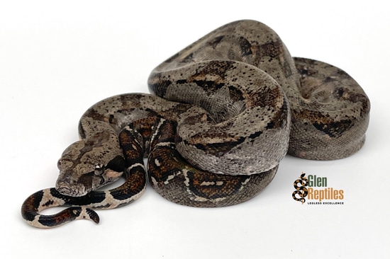 Tamaulipas Cloud Forest Dwarf Boa (100% Pure) Boa Constrictor by Glen ...