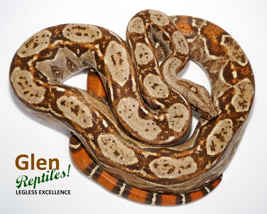 Super Hypo Sonoran Desert Dwarf Boa Boa Constrictor by Glen Reptiles