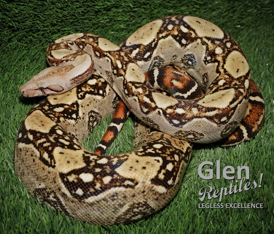 Sonoran Desert Dwarf Boa Hypo Boa Constrictor by Glen Reptiles