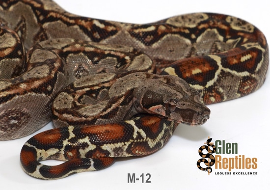 Hypo Sonoran Desert Dwarf Boa (100% Pure) Boa Constrictor by Glen Reptiles