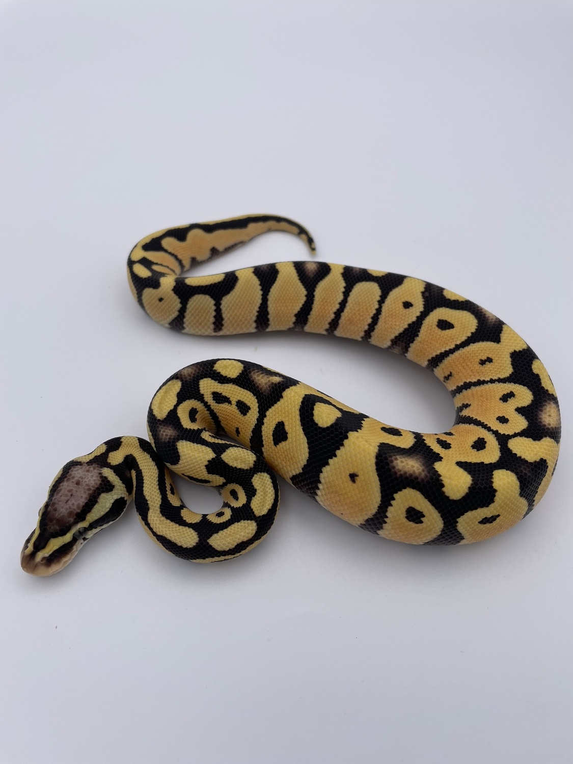 Pastel Desert Ghost Ball Python by Great Lakes Herpetoculture MorphMarket