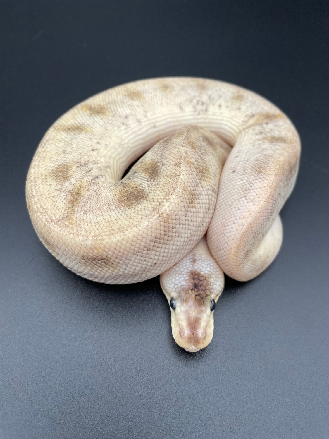 Pastel Champagne Ball Python by Great Lakes Herpetoculture - MorphMarket