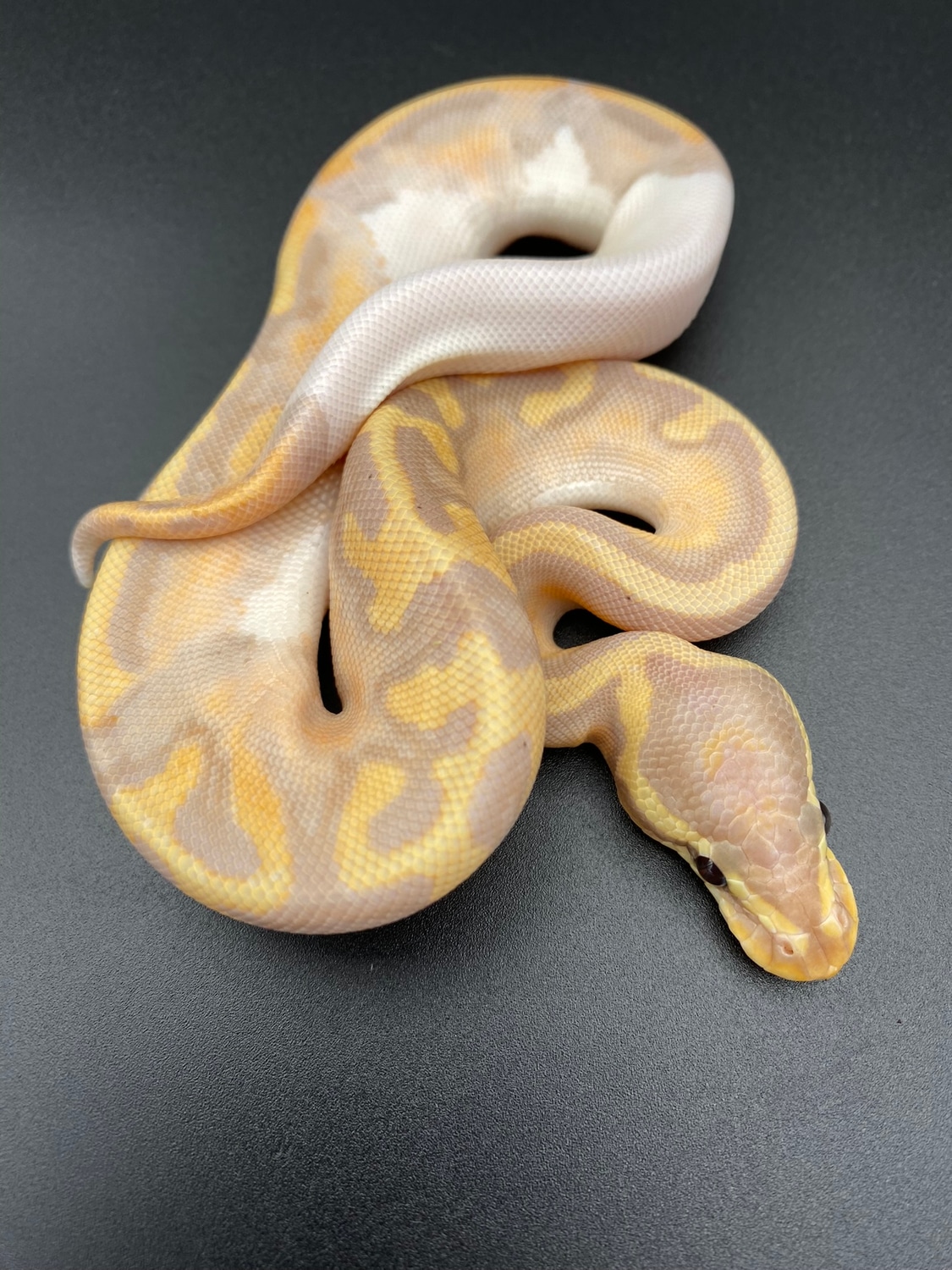 Banana Pied Female Ball Python by Great Lakes Herpetoculture MorphMarket
