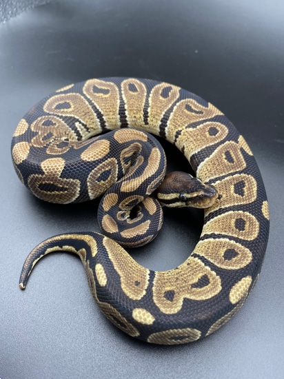 Het Axanthic (VPI) Het Desert Ghost Ball Python by Great Lakes ...