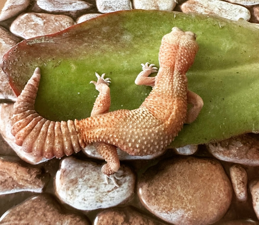 Tangerine Albino African Fat-Tailed Gecko by Honey Chameleons - MorphMarket