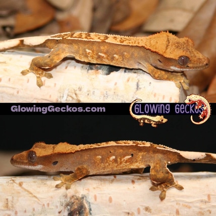 Red Harlequin Partial Pinstripe "Penny" Crested Gecko