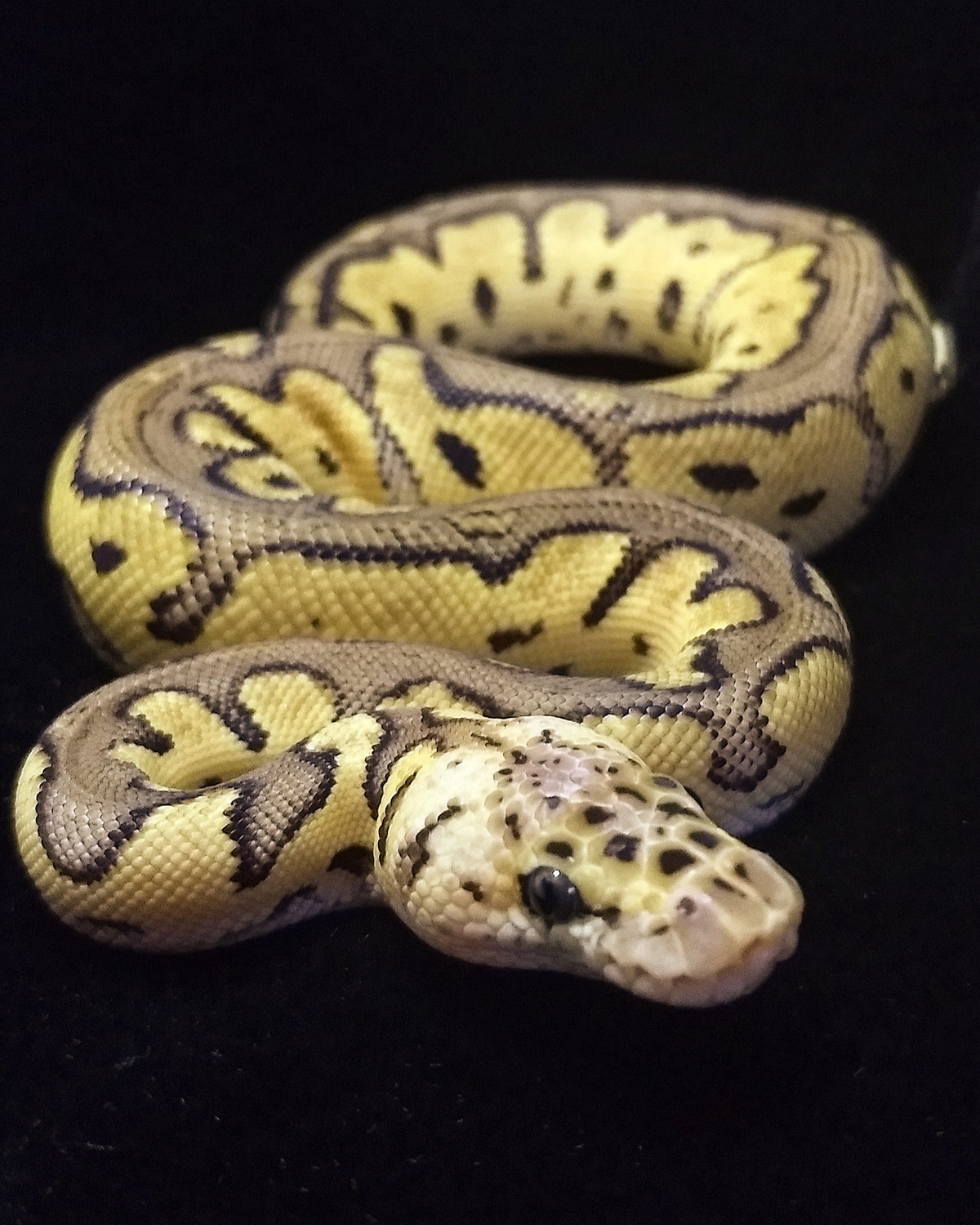 Pastel Clown Ball Python by Stefan Gluch - MorphMarket