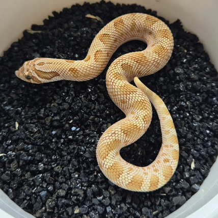 Toffeeconda 100% Het Sable Western Hognose