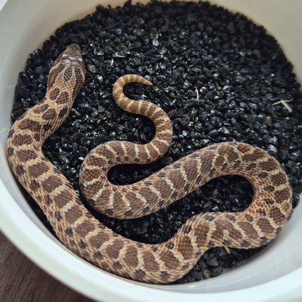 Sable 50% Het Toffeebelly Western Hognose