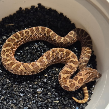 Sable 50% Het Toffeebelly Western Hognose