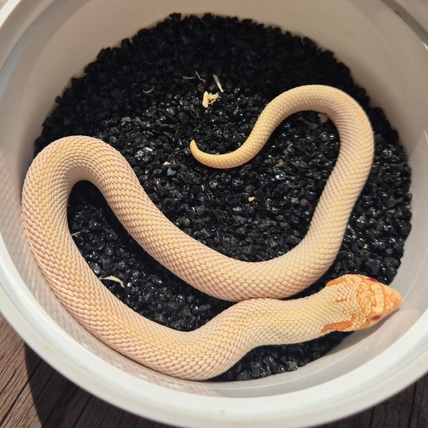 Ultramel Superconda 66%ph Hypo Western Hognose