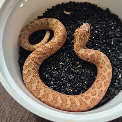 Mai Tai Western Hognose