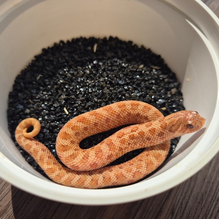 Mai Tai Western Hognose