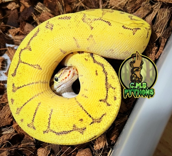 Fierce Yellow Python Pastel Enchi Fire Pinstripe Yellow Belly Ball Python by Grab My Ball ...