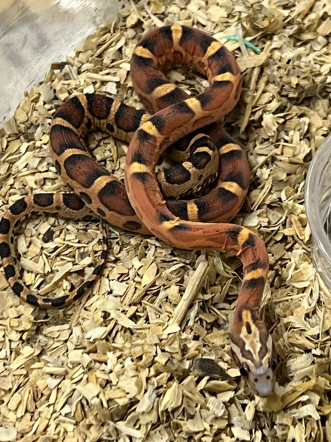 Scaleless Het Motley, Amel, Anery Corn Snake by Geoffrey McKenzies ...