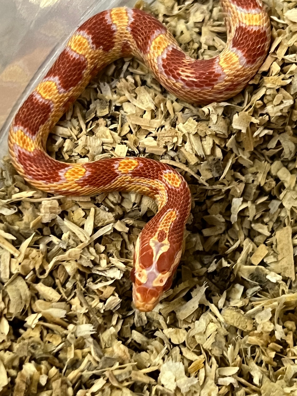 Amel Okeetee Het Scaleless Pos Het Anery Corn Snake by Geoffrey ...