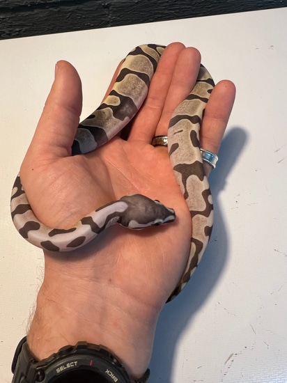 Super Scaleless Head Pastel Pos Mystic Ball Python by Geoffrey ...