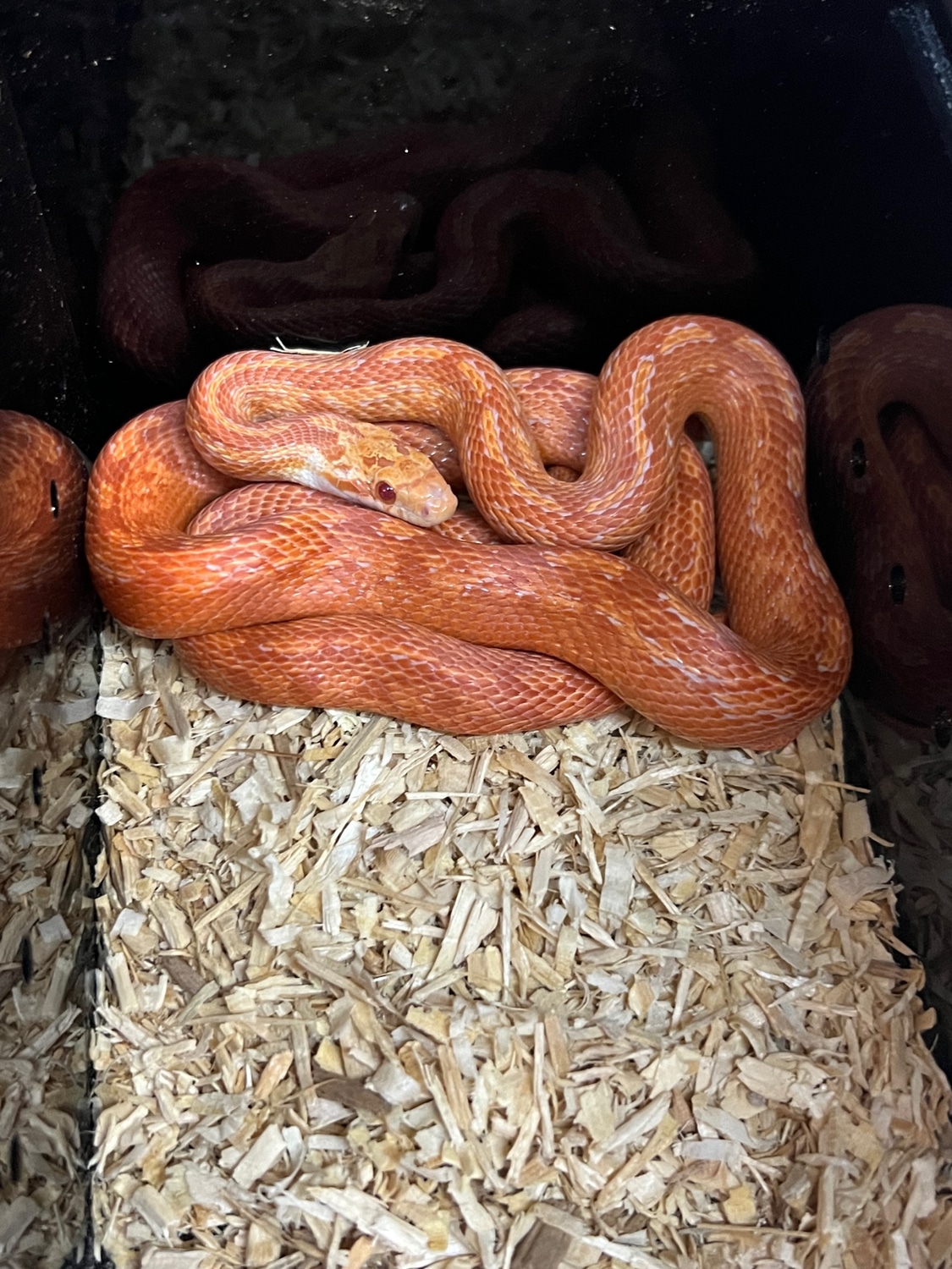 Masque Pos Het Blood Corn Snake by Geoffrey McKenzies Snakes and Snacks ...